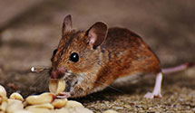 24 Hour & Emergency Exterminators in Maysville, IN